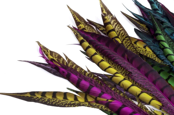 Sülün tüyleri beyaz zemin üzerine