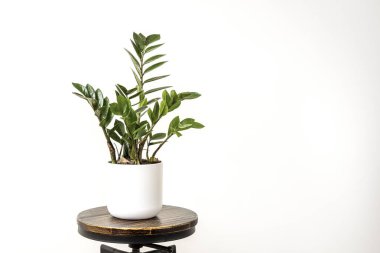 Zamioculca photographed in studio on black industrial round stool and white flower pot