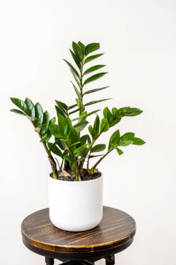Pretty zamioculca in white pot on vintage stool and white background