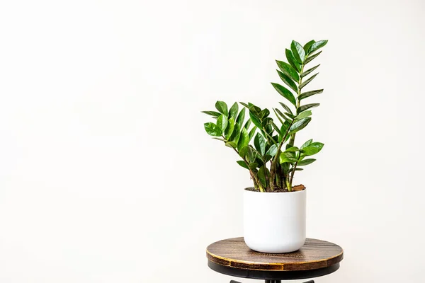 Zamioculca White Pot Dark Wood Black Metal Industrial Stool — Fotografia de Stock