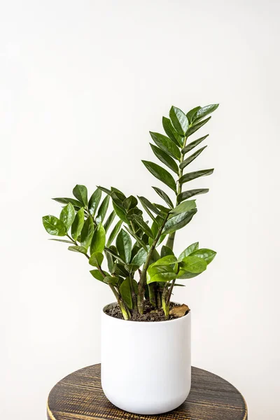 Vertical photo of indoor plant in a pot with rounded shapes and white color