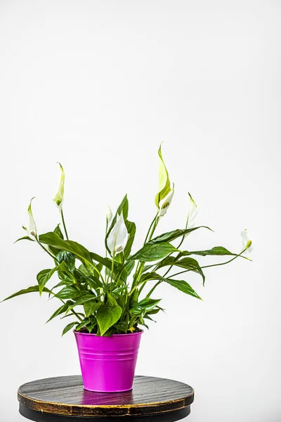 Image Spathiphyllum Pink Flower Pot Industrial Wooden Stool White Background — Stock Photo, Image