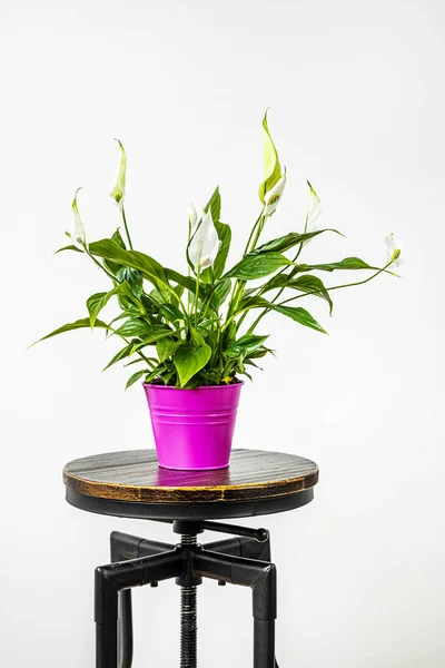 Lily Spathiphyllum Hot Pink Metal Pot Black Industrial Stool Wooden — Stock Photo, Image