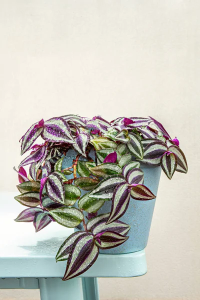 Mavi çömlek, tradescantia zebrina sallanan yeşil ve menekşe yaprakları yaz fırtınasından sonra soluk mavi bir masanın kenarında.