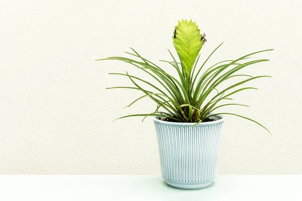 Tillandsia Cyanea Blue Pot Light Blue Table Cream Background — Stock Photo, Image