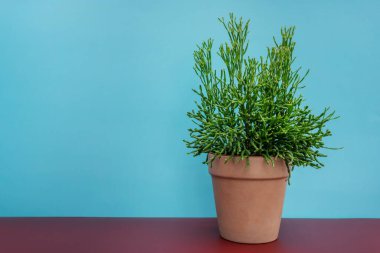 Kahverengi masa ve mavi zemin üzerinde sulu tencere