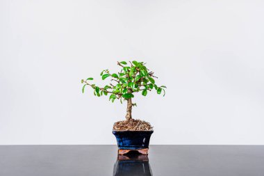 Bonsai çerçevenin ortasında gri metal masa ve beyaz arka planda mavi tencereyle.