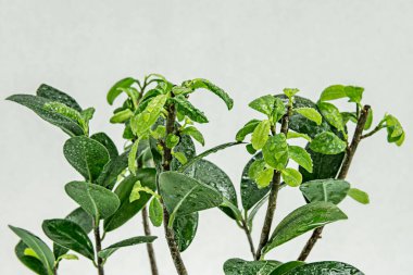 Bonsai fitili ginseng yeşil yaprakları ve çiy damlaları ve bej arkaplan içeren küçük tomurcuklar.