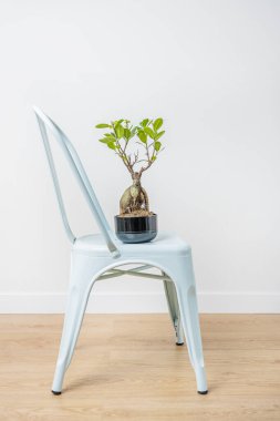 Pastel mavi bahçe sandalyesinde bonsai fius ginseng ile siyah tencere.