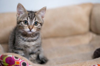 Kahverengi kedi yatağının içindeki meraklı küçük bir kedinin gözleri