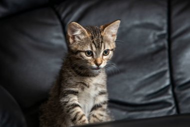 Siyah kürklü koltukta oturan kedi yavrusunun yoğun bakışları.