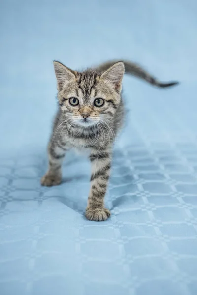 Mooi Gestreept Kitten Nemen Stappen Stevig Voor Camera — Stockfoto