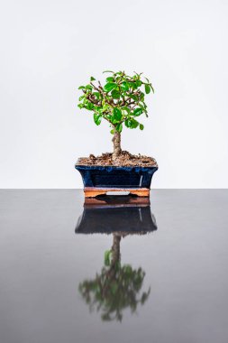 Yalnız bonsai mavi tencerede Gri metal masada ve beyaz arka planda