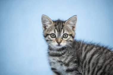 Küçük çizgili kedi yavrusu mavi arka planlı kameranın önünde çok meraklı.