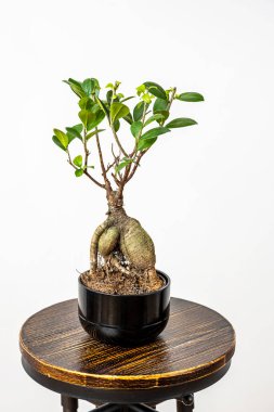 Bonsai fitili ginseng bitkisi siyah kapta endüstriyel ahşap ve metal taburede.