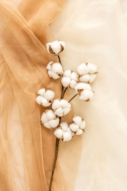 Açık kahverengi tül kumaş üzerinde beyaz tomurcukları olan dekoratif pamuk dalı