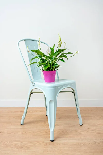 Spatifilum Flowers Pink Pot Pastel Blue Deck Chair Oak Floor — Stock Photo, Image