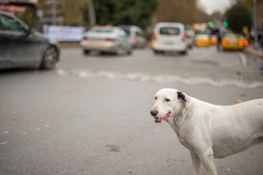 Beyaz sokak köpeği trafik ışıklarının kesilip geçmesini bekliyor. Pesadrian gibi.