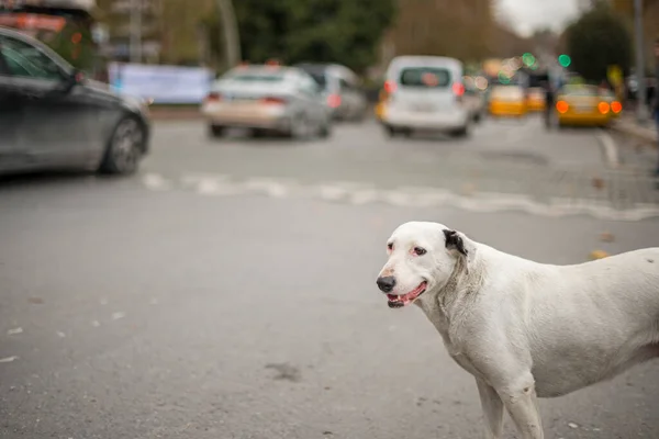 Білий Бродячий Собака Чекає Поки Автомобільний Рух Зупиниться Світлофорі Щоб — стокове фото