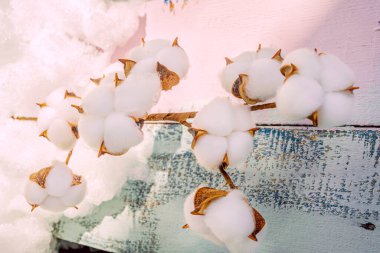 Tebeşir boyasıyla boyanmış ormandaki pamuk dalları