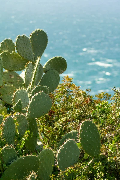 Prickly pear cactus surrounded by undergrowth on the edge of a cliff on the Atlantic coast of Morocco.