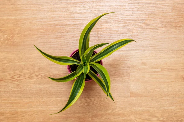 Dracaena lemon lime, snake plant. Beautiful image of plant seen from top view on oak flooring