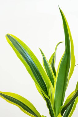 Limonlu drakaena beyaz duvarlı bir apartman dairesinde ayrılır.