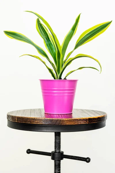 Dracaena Avec Des Feuilles Citron Vert Dans Pot Rose Sur — Photo