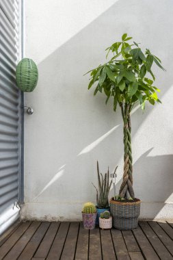 Koyu ahşap zeminli, teras köşesi. Aquatica pachira, aloe ve çeşitli kaktüslerle örülmüş.