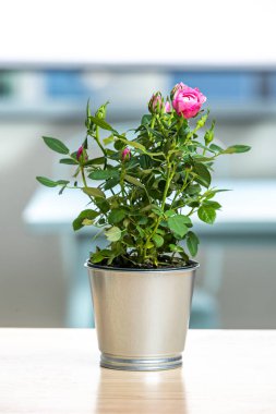 Çiçek açan küçük gül çalısı ve Bokeh ile arka plan