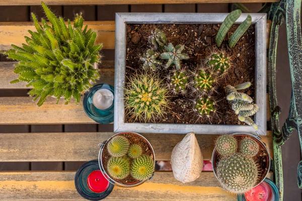 Gambar Top Dari Pot Dengan Berbagai Jenis Kaktus Dilestarikan Dengan — Stok Foto