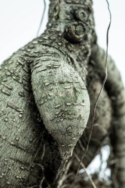 Ficus bonsai ginseng sandık beyaz arkaplan