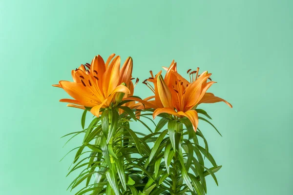 Прекрасні Квітучі Апельсинові Азіатські Лілії Простим Зеленим Фоном Зеленими Стеблами — стокове фото