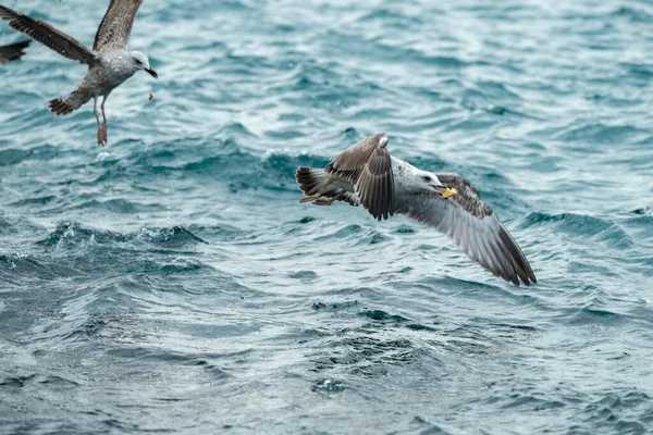 Fiskmåsar Äter Mat Över Havet — Stockfoto