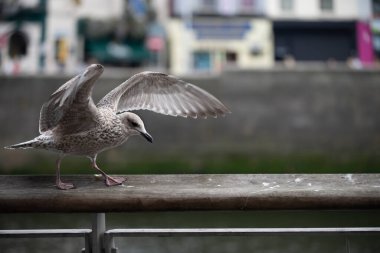 Martı ahşap korkuluklarda geziniyor, kanatlarını açmış.