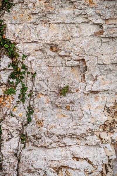 クリーパーと白い石の崖の壁 ベクトル石の質感の背景 — ストック写真