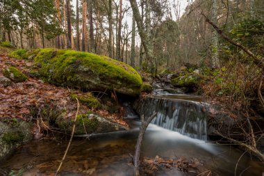 Kayalar ve ağaçlar arasında akan küçük dağ deresi otlar, düşen yapraklar ve yosunlarla kaplı.