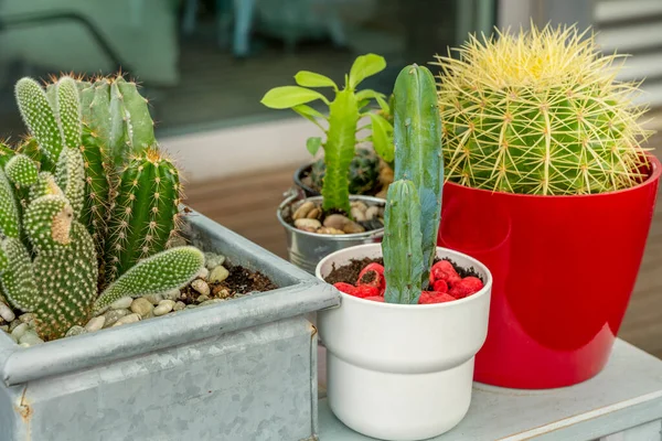 Echinocactus Grusonii ve diğer kaktüsler şehir terasında bir masada.