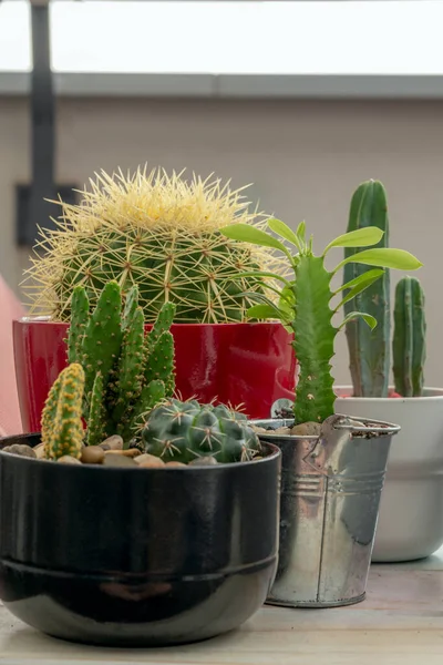 Set Cacti Dari Berbagai Varietas Dalam Pot Cantik Atas Meja — Stok Foto