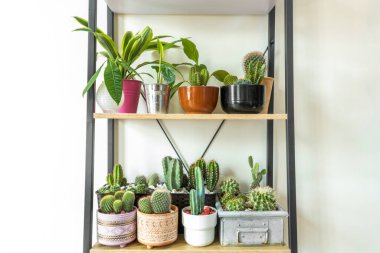 Çeşitli kaktüs saksıları ve biraz pachira aquatica, spatifilum ve dracaena, fıçı kaktüsü, matucana, grusonii, yeşil mısır gevreği, ahşap bir rafta bulunan opuntia microdasys. Dekoratif iç bitkiler