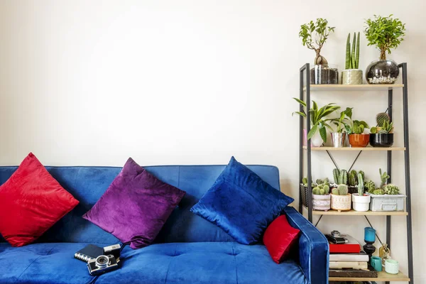 Living room with blue velvet sofa, cushions, vintage camera and shelves with indoor plants and cacti