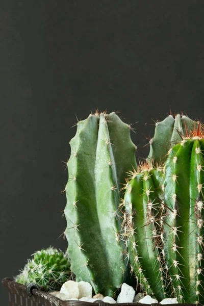 Garnek Różnymi Rodzajami Zielonych Kaktusów Zbożowych Białymi Kamieniami Podstawy Rośliny — Zdjęcie stockowe