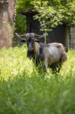 Çimenli bir tarlada zincirlenmiş keçi otluyor