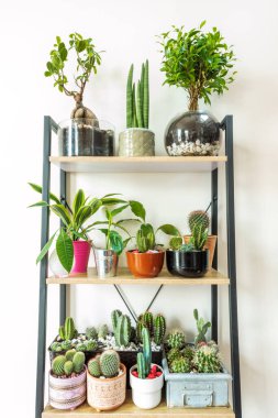 Bir raf dolusu bitki ve kaktüs. Cereus, matucana, tavşan kulakları, Pachira, spatifilum, ginger bonsai
