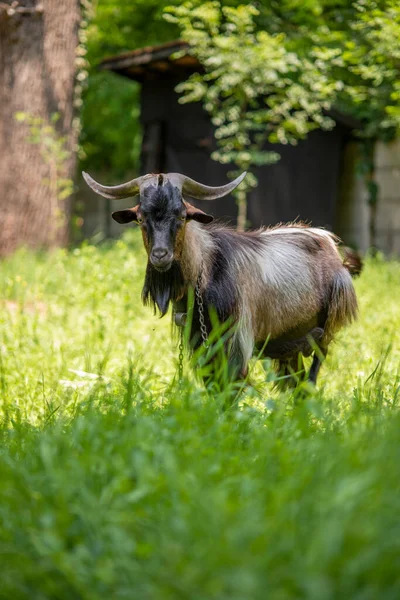 Pâturage Chèvres Enchaînées Dans Champ Herbeux — Photo