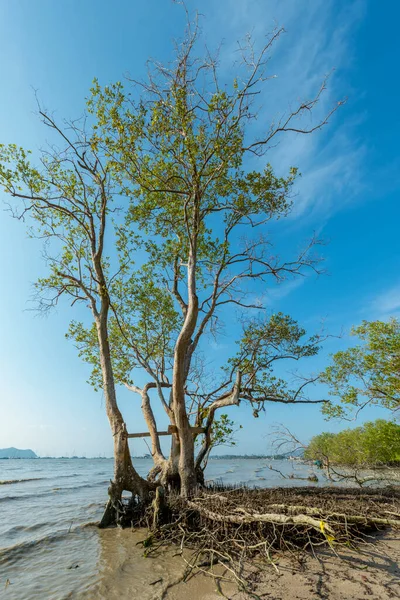 Schöner Baum Mit Wasserwurzeln Ufer Der Andamanensee Auf Der Insel — Stockfoto