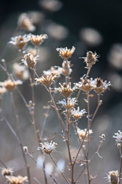 Kelebek sarmaşığı ve onun sarı cilt yüzeyi 