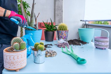 Cereus hildemannianus 