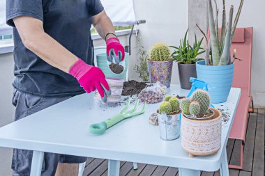 Kaburgaları belirgin beyaz dikenlerle kaplı ve yüzeyinde geometrik desenler oluşturan fıçı kaktüsü..