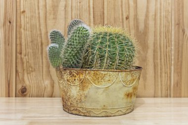 Terracotta tenceresindeki fıçı kaktüsü sığ köklerini ve karakteristik yarıküre çapını gösteriyor.